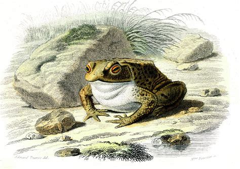 Common Toad Photograph by Collection Abecasis/science Photo Library - Pixels