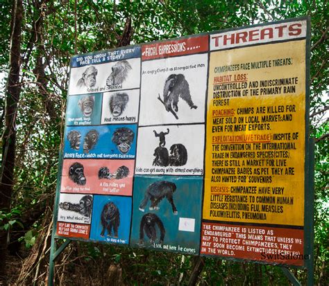 Tacugama Chimpanzee Sanctuary-Sierra Leone-Wildlife-Chimpanzee-19 ...