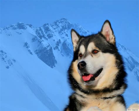 alaskan malamut | Alaskan malamute, Snow dogs, Winter dog