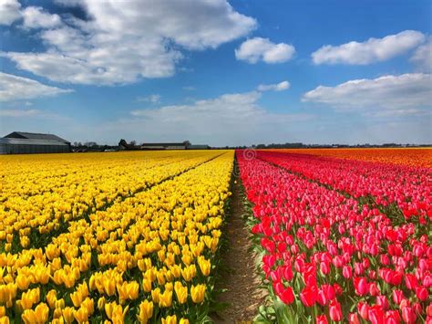 Tulip Season in Amsterdam stock image. Image of tulips - 144880307