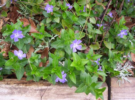 Vinca Periwinkle ground cover. | Periwinkle ground cover, Ground cover, Plants