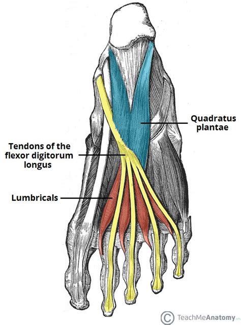 Muscles of the Foot - Dorsal - Plantar - TeachMeAnatomy