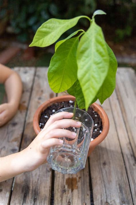 Watering an Avocado Plant with a Glass of Water Stock Image - Image of plastic, splash: 225457717