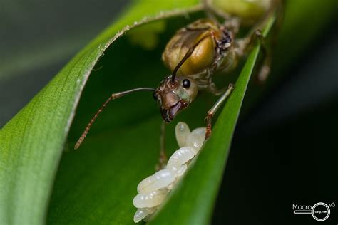 An Oecophylla smaragdina queen guarding her larvae | Flickr