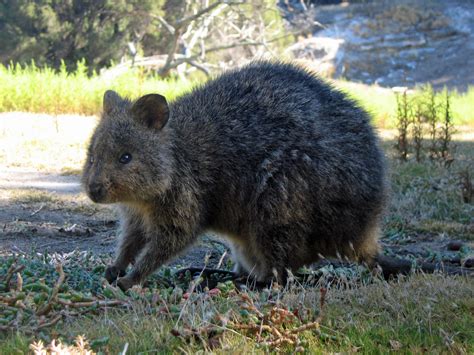 Quokka | Greg Schechter | Flickr