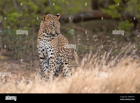 Sri Lankan Leopard Stock Photo - Alamy