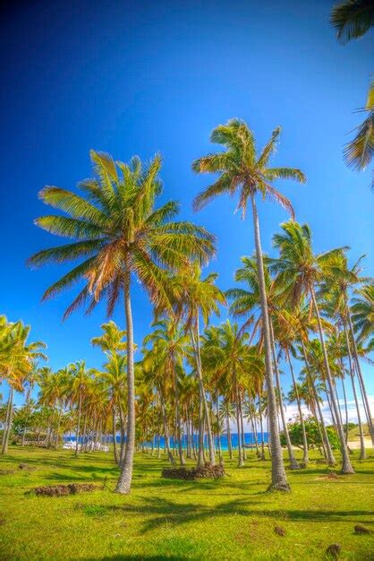 Premium Photo | Anakena a white coral sand beach