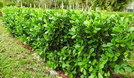 Clusia Plant: Caring for Clusia Hedge (Clusia Guttifera & Rosea ...