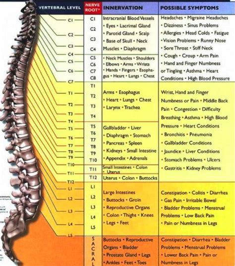 Spine Nerve Chart Symptoms