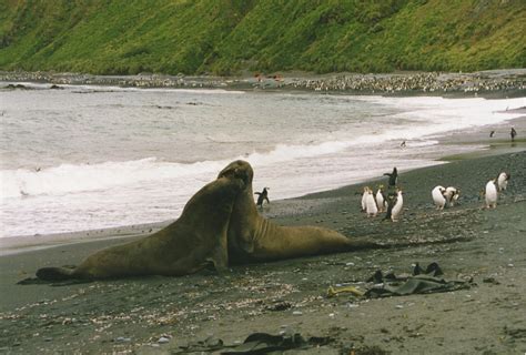 File:Elephant seals play fight.jpg - Wikimedia Commons