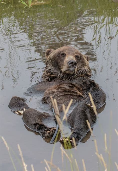 A grizzly bear at the bear habitat at Grouse Mountain relaxes in a ...