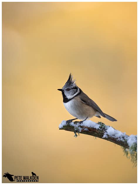 Guiding - Scottish Highlands Wildlife - Pete Walkden Photography