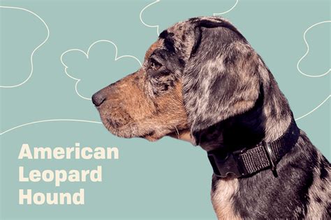 American Leopard Hound (Leopard Cur) Dog Breed Information and ...