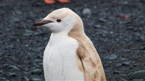 Rare Albino Penguin Spotted Chilling on the Shores of Antarctica