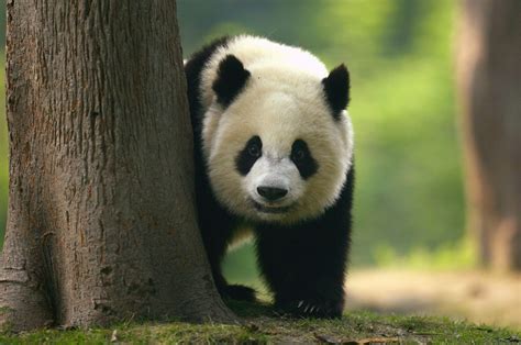 Native Animals of China - Native Breed.org