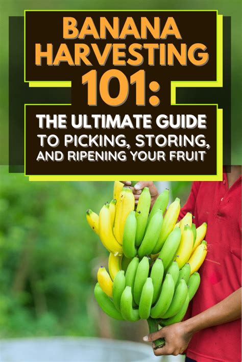 Banana Harvesting 101: The Ultimate Guide to Picking, Storing, and ...