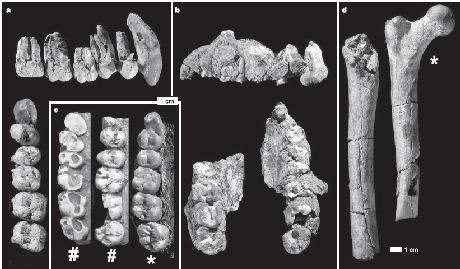 Connecting imaginary human evolution dots: The case of Australopithecus ...