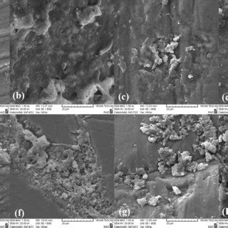 Scanning electron microscopy (SEM) images of the primary tooth enamel.... | Download Scientific ...