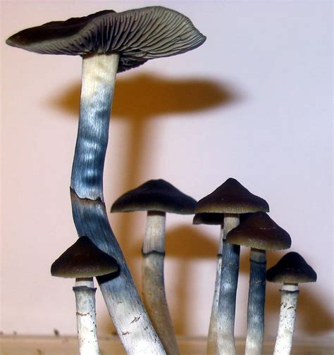 Blue Meanies Mushroom: Effects, Uses, Health Risks - Public Health