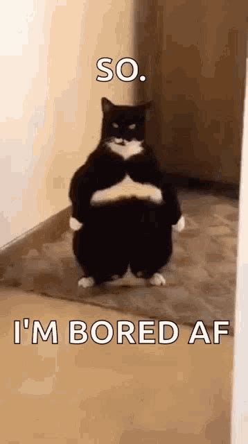 So Bored GIF - So Bored Cat - Discover & Share GIFs