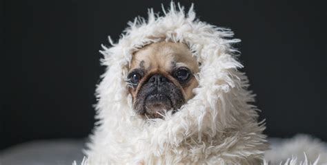 Pug In Blanket | Kooky Pugs