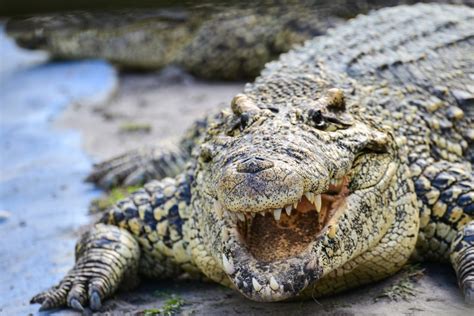 Invasive Species: Nile Crocodile - Captain Mitch's * Everglades Airboat rides