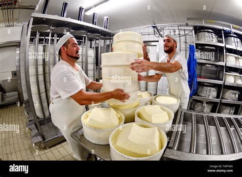 Morbier cheese making, Cheese factory, Damprichard, Doubs, France Stock ...