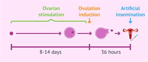 Controlled ovarian stimulation in Artificial Insemination