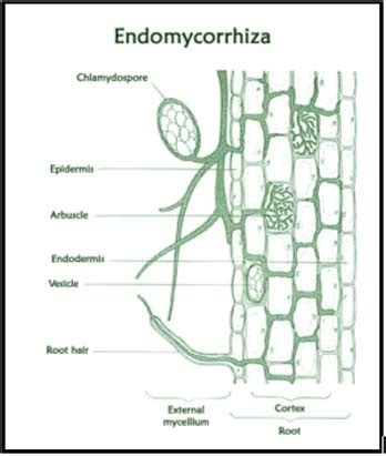 Themes of Parasitology: Arbuscular mycorrhiza- An Ancient Relationship