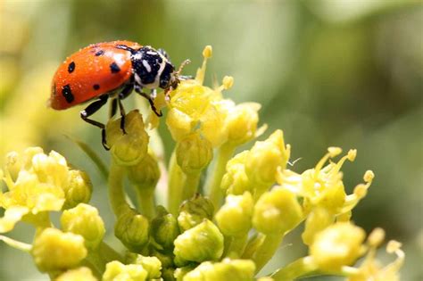 Entomofilia | Plantas rioMoros