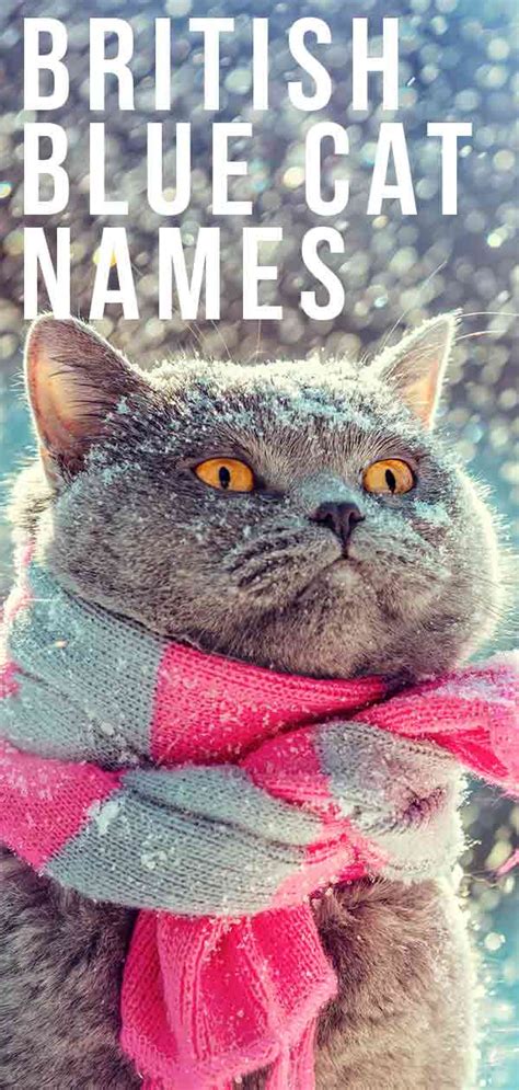 British Blue Cat Names - With These Ideas You'll Be Anything But Blue!