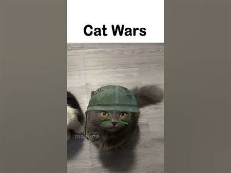 Cat Wars - YouTube