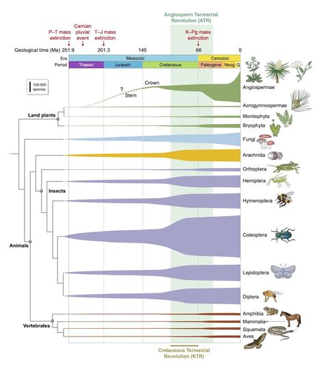 The impact of flowering plants on the evolution of life on Earth