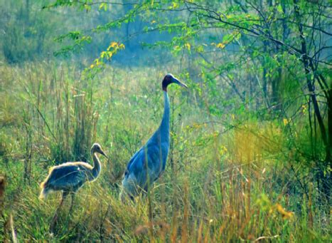 Thattekad Bird Sanctuary- An Interesting Place for Birders in Kerala