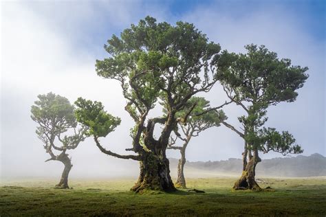 25 Photos of Madeira's Dreamy Fanal Forest by Albert Dros