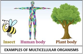 Difference Between Unicellular and Multicellular Organisms (with Comparison Chart) - Biology Reader