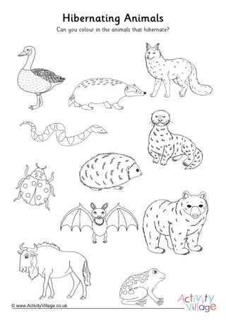 More Animal Worksheets