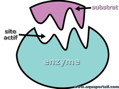 Enzyme: définition et explications