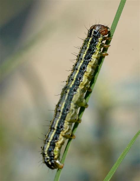 Army Worms Invading Northeast Texas Lawns | 88.9 KETR