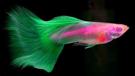 15 Most Beautiful EXOTIC Guppy in 2021||👑👑 Part-2|| Daily Guppy Videos| Fish KEEPING tIPS| - YouTube