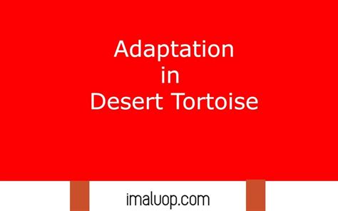 Adaptations in Desert Tortoise - Imaluop