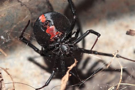 7 Most Terrifying Spiders in Africa