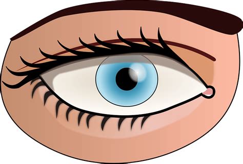 Human Eye clipart. Free download transparent .PNG | Creazilla