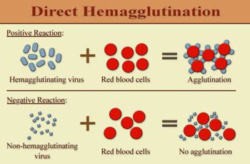 Hemagglutination