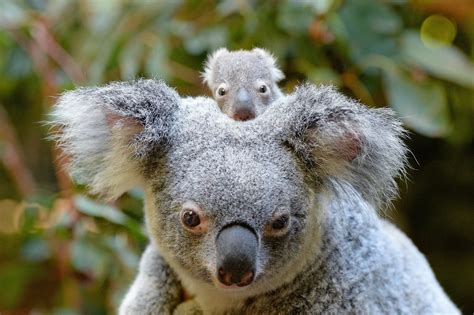 Image result for baby koala | Animali, Gatti, Piccoli