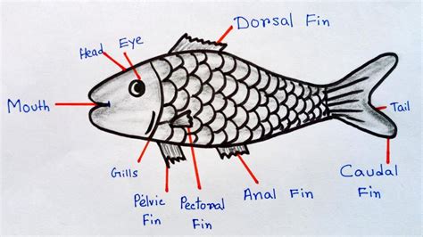 How to draw Fish easy | Fish drawing and labelling step by step | Fish labelled diagram simple ...