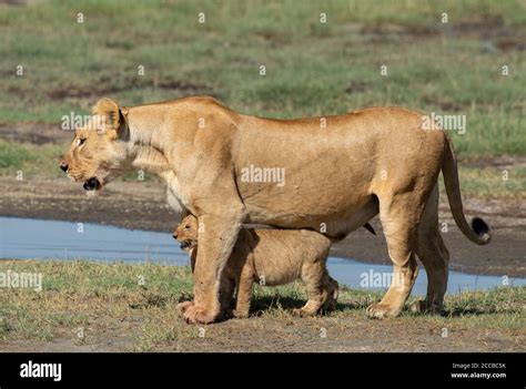 Lion cub standing on lioness hi-res stock photography and images - Alamy