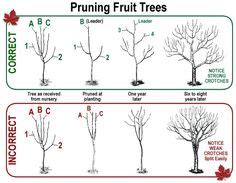 15 Apple tree pruning ideas | tree pruning, apple tree, fruit trees