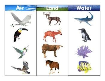 Air-Land-Water Animals:Realistic Clipart-Three Part Card Set 2 in 2024 ...