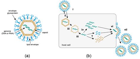 How Does A Virus Acquire An Envelope